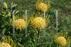 Picture of Leucospermum cuneiforme 