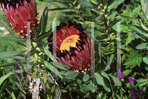 Picture of Protea neriifolia 