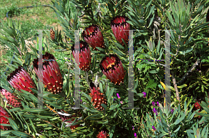 Picture of Protea neriifolia 