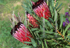 Picture of Protea neriifolia 