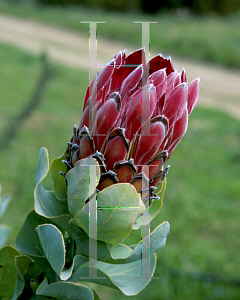 Picture of Protea eximia 'Fiery Dutchess'