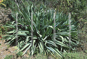 Picture of Bocconia latisepala 