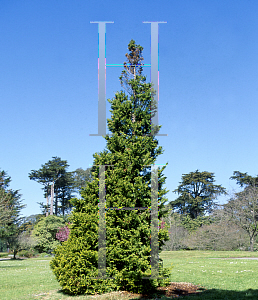 Picture of Libocedrus plumosa 