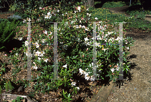 Picture of Rhododendron iteophyllum 