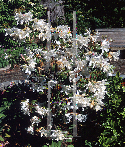 Picture of Rhododendron horlickianum 