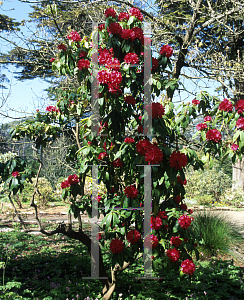 Picture of Rhododendron x 'Mrs. G.W. Leak'