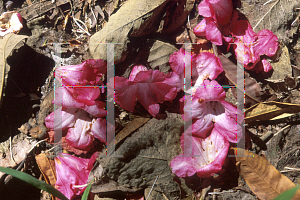 Picture of Rhododendron x 'Gills Triumph'