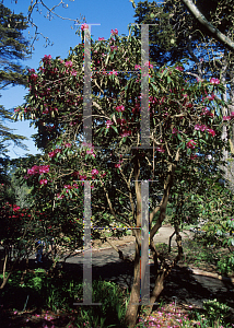 Picture of Rhododendron x 'Gills Triumph'