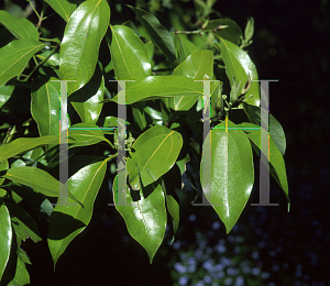 Picture of Cinnamomum brevifolium 