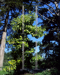 Picture of Cinnamomum brevifolium 