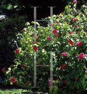 Picture of Camellia japonica 'Fred Sander'