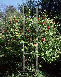 Picture of Camellia japonica 'Fred Sander'