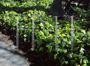 Picture of Hedera canariensis 