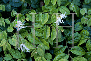 Picture of Loropetalum chinense 