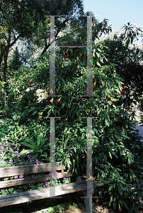 Picture of Brugmansia sanguinea 