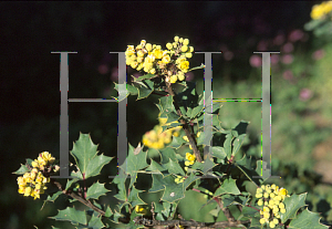 Picture of Mahonia aquifolium var. dictyota 