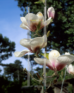 Picture of Magnolia x 'Athene'