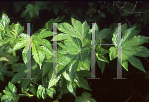 Picture of Rubus trifidus 