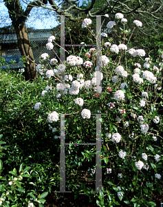 Picture of Viburnum x burkwoodii 'Mohawk'