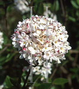 Picture of Viburnum x burkwoodii 'Mohawk'