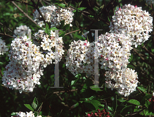 Picture of Viburnum x burkwoodii 'Mohawk'