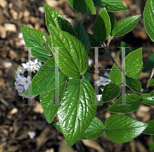 Picture of Viburnum x burkwoodii 'Mohawk'