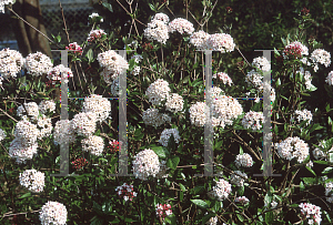 Picture of Viburnum x burkwoodii 'Mohawk'