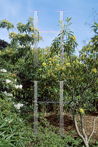 Picture of Pittosporum napaulense 