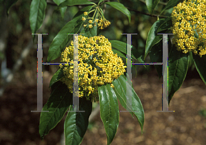 Picture of Pittosporum napaulense 