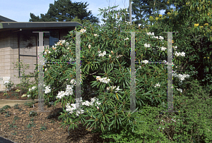 Picture of Rhododendron hyperythrum 