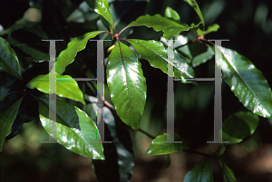 Picture of Pittosporum undulatum 