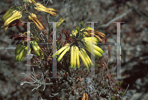 Picture of Erica brachialis 