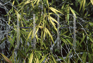 Picture of Agonis flexuosa 'Belbra Gold'