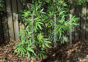 Picture of Lyonothamnus floribundus var. aspleniifolius 