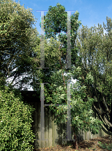 Picture of Lyonothamnus floribundus var. aspleniifolius 