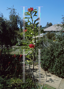 Picture of Telopea speciosissima 