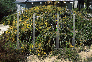 Picture of Acacia pravissima 'Golden Carpet'