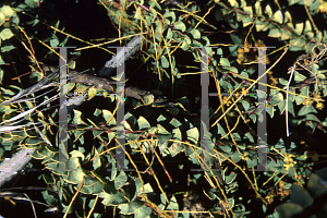 Picture of Acacia pravissima 'Golden Carpet'