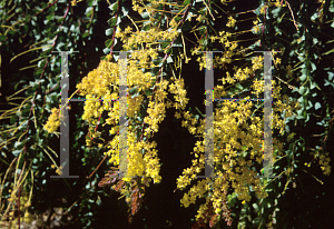 Picture of Acacia pravissima 'Golden Carpet'