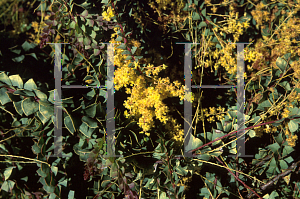 Picture of Acacia pravissima 'Golden Carpet'