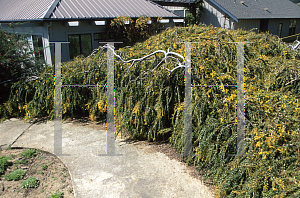 Picture of Acacia pravissima 'Golden Carpet'