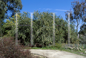 Picture of Callistemon  'Canes Hybrid'