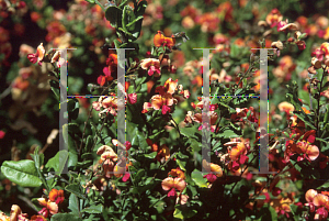 Picture of Chorizema cordata x illicifolia 