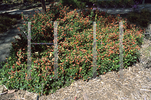 Picture of Chorizema cordata x illicifolia 