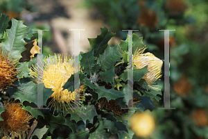 Picture of Dryandra praemorsa 