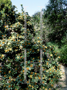 Picture of Dryandra praemorsa 