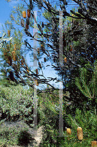 Picture of Banksia spinulosa 