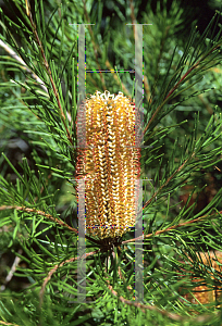 Picture of Banksia spinulosa 