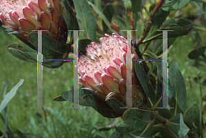 Picture of Protea magnifica x susannae 'Susara'