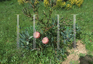 Picture of Protea magnifica x susannae 'Susara'